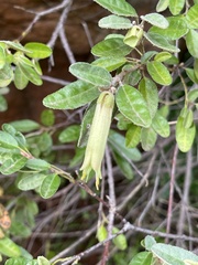 Correa glabra leucoclada