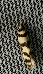 Philobota impletella