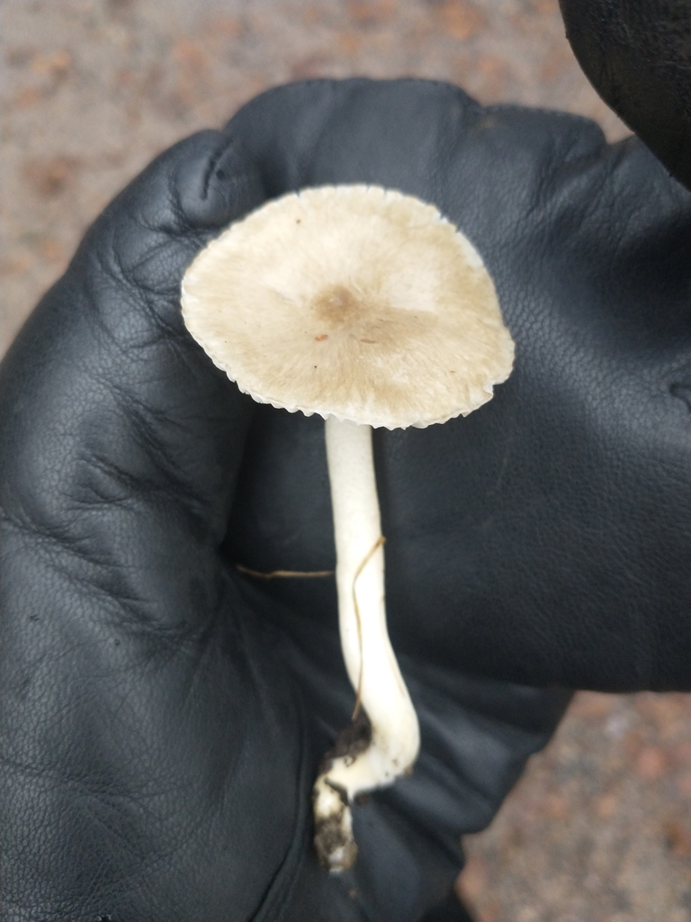 Fuscocinerei
