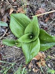 Himantoglossum hircinum