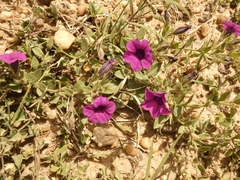 Petunia integrifolia