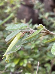 Correa glabra leucoclada