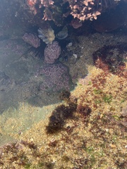 Lithophyllum incrustans