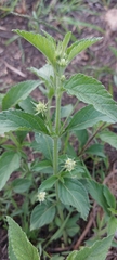 Lippia scaberrima