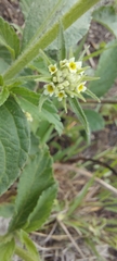 Lippia scaberrima