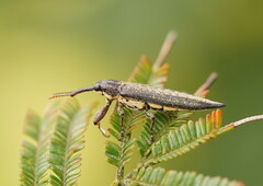Rhinotia cristata