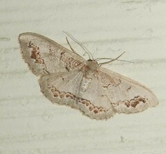 Dithalama cosmospila