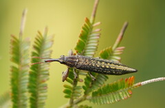 Rhinotia cristata