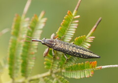 Rhinotia cristata