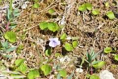 Viola epipsiloides