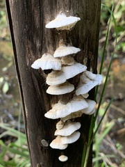 Antrodia heteromorpha