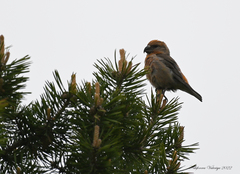 Loxia pytyopsittacus