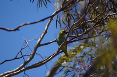 Parvipsitta porphyrocephala