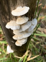 Antrodia heteromorpha