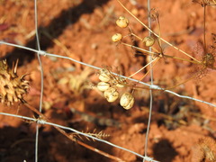 Prangos trifida