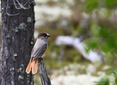 Perisoreus infaustus