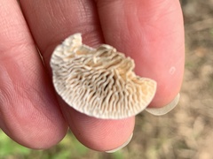 Antrodia heteromorpha