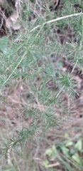 Asparagus acutifolius