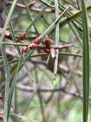 Hakea carinata