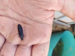 Carabus