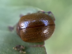 Dicranosterna