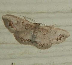 Dithalama cosmospila
