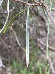 Hakea carinata