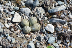 Charadrius hiaticula