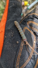 Hecatesia fenestrata