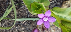 Raphionacme hirsuta