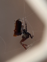 Philoponella congregabilis