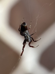Philoponella congregabilis