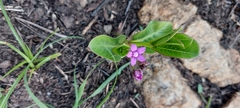 Raphionacme hirsuta