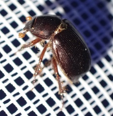 Hybosorinae