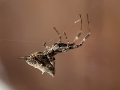 Philoponella congregabilis