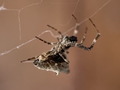 Philoponella congregabilis