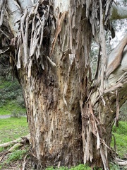 Eucalyptus viminalis viminalis