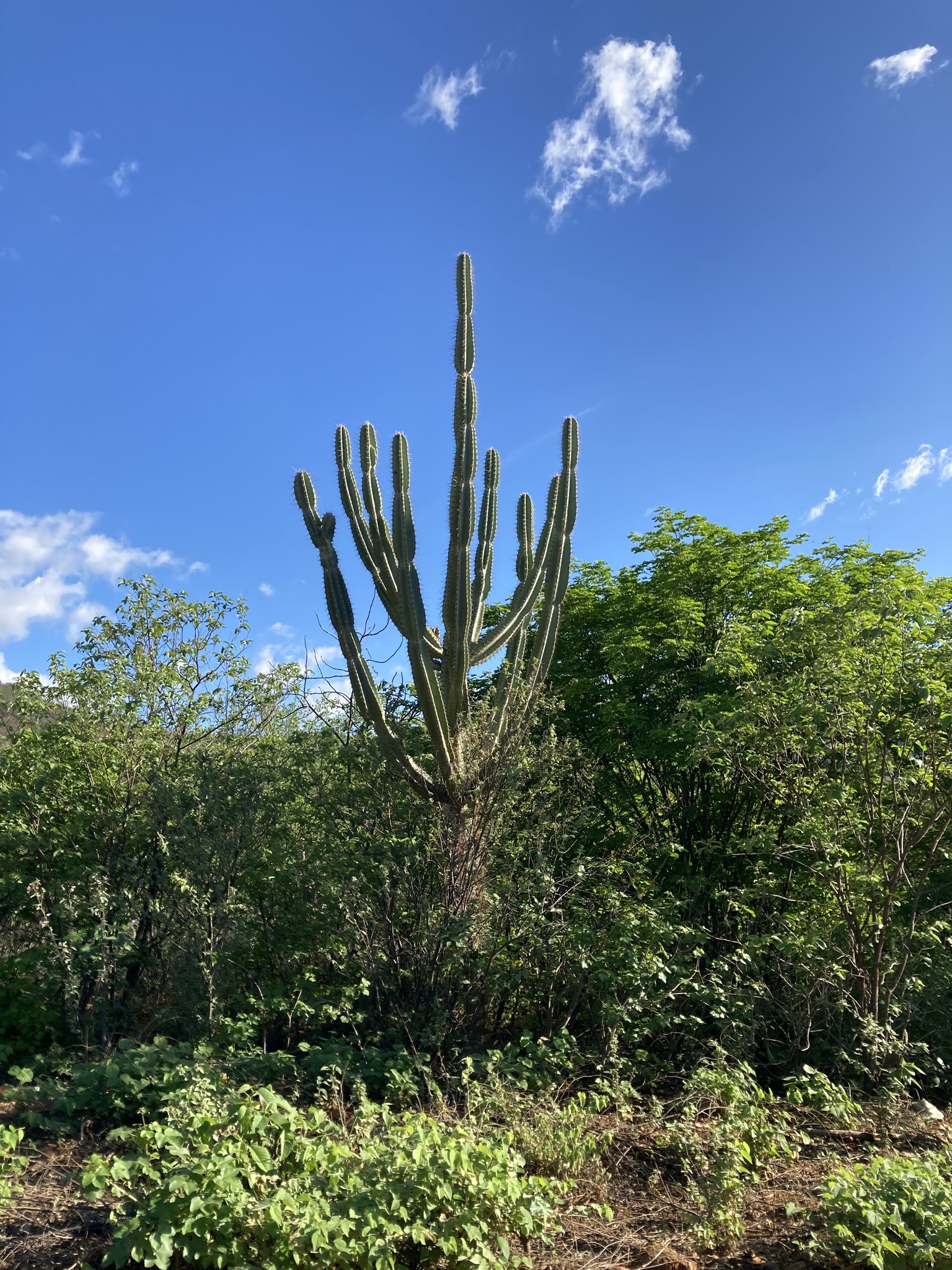 Cereus jamacaru