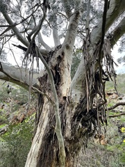 Eucalyptus viminalis viminalis