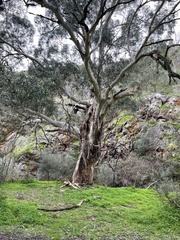 Eucalyptus viminalis viminalis