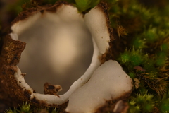 Trichophaea abundans