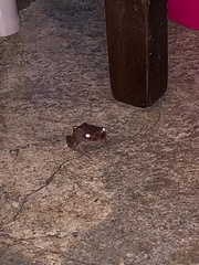 Eleutherodactylus coqui