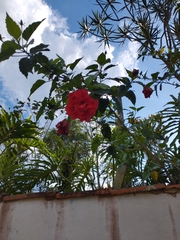 Hibiscus rosa-sinensis