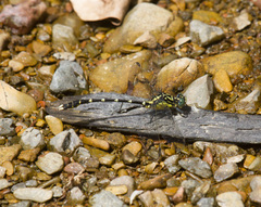 Hemigomphus heteroclytus