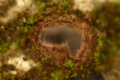Trichophaea abundans