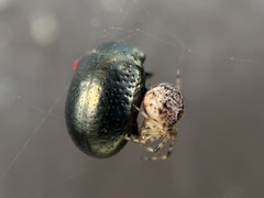 Cryptachaea veruculata