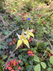 Caladenia flava