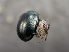 Cryptachaea veruculata