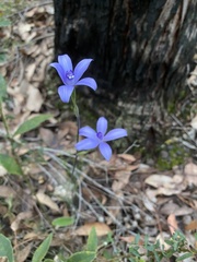 Cyanicula sericea