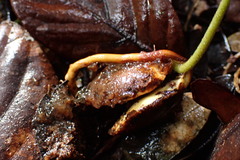 Beilschmiedia tarairi